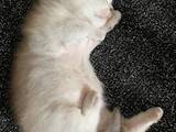 Кошки, котята Британская короткошерстная, цена 7000 Грн., Фото