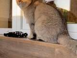 Кішки, кошенята Британська короткошерста, ціна 7000 Грн., Фото