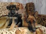 Собаки, щенки Немецкая овчарка, цена 2500 Грн., Фото