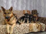 Собаки, щенки Немецкая овчарка, цена 2500 Грн., Фото