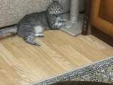 Кошки, котята Британская короткошерстная, цена 10000000 Грн., Фото