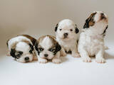 Собаки, щенки Ши-тцу, цена 8000 Грн., Фото
