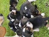 Собаки, щенки Эстонская гончая, цена 2500 Грн., Фото