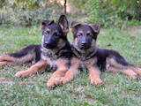 Собаки, щенки Немецкая овчарка, цена 8000 Грн., Фото