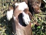 Собаки, щенки Немецкая гладкошерстная легавая, цена 1000 Грн., Фото