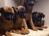 Собаки, щенки Брабантский гриффон, цена 20000 Грн., Фото