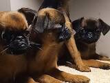 Собаки, щенята Брабантський гріффон, ціна 20000 Грн., Фото