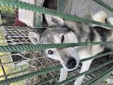 Собаки, щенки Западно-Сибирская лайка, цена 7000 Грн., Фото