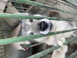 Собаки, щенята Західно-Сибірська лайка, ціна 7000 Грн., Фото