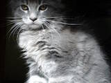 Кошки, котята Мэйн-кун, цена 8000 Грн., Фото