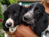 Собаки, щенки Русский спаниель, цена 7500 Грн., Фото