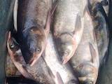 Продовольство Риба і рибопродукти, ціна 30 Грн./кг., Фото