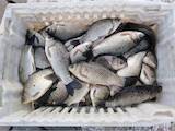 Продовольствие Рыба и рыбопродукты, цена 30 Грн./кг., Фото