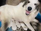 Собаки, щенята Піренейська гірська собака, ціна 8500 Грн., Фото