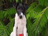 Собаки, щенята Гладкошерста фокстер'єр, ціна 9500 Грн., Фото