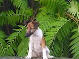 Собаки, щенята Гладкошерста фокстер'єр, ціна 9500 Грн., Фото