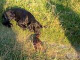 Собаки, щенята Німецька гладкошерста лягава, ціна 2500 Грн., Фото