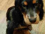 Собаки, щенята Російський спаніель, ціна 3000 Грн., Фото