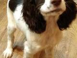 Собаки, щенки Русский спаниель, цена 3000 Грн., Фото