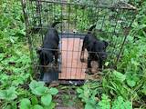 Собаки, щенята Ягдтер'єр, ціна 2700 Грн., Фото