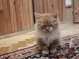 Кошки, котята Беспородная, цена 5 Грн., Фото