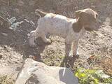 Собаки, щенята Німецька гладкошерста лягава, ціна 1500 Грн., Фото