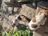 Собаки, щенята Німецька гладкошерста лягава, ціна 1500 Грн., Фото