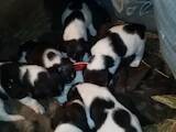 Собаки, щенки Эстонская гончая, цена 1 Грн., Фото