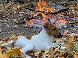 Собаки, щенята Гладкошерста фокстер'єр, Фото