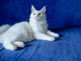 Кішки, кошенята Мейн-кун, ціна 12000 Грн., Фото