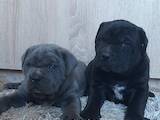 Собаки, щенки Кане Корсо, цена 20000 Грн., Фото