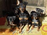 Собаки, щенята Карликовий пінчер, ціна 6000 Грн., Фото