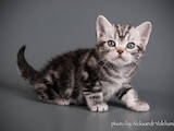 Кішки, кошенята Американська короткошерста, ціна 23000 Грн., Фото