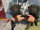 Собаки, щенки Лабрадор ретривер, цена 1500 Грн., Фото