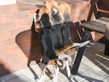 Собаки, щенята Бігль, ціна 15000 Грн., Фото