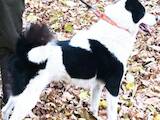 Собаки, щенята Російсько-Європейська лайка, ціна 100 Грн., Фото