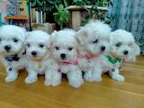 Собаки, щенки Мальтийская болонка, цена 13000 Грн., Фото