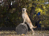 Собаки, щенки Беспородная, цена 10 Грн., Фото