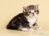 Кішки, кошенята Американська короткошерста, ціна 20000 Грн., Фото