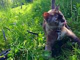 Кошки, котята Бурма, цена 19000 Грн., Фото