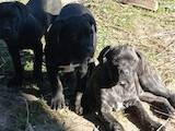 Собаки, щенята Кане Корсо, ціна 3500 Грн., Фото