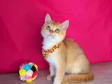 Кішки, кошенята Шиншила, ціна 14000 Грн., Фото