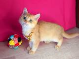 Кошки, котята Шиншилла, цена 14000 Грн., Фото