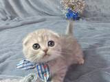 Кошки, котята Шотландская вислоухая, цена 7000 Грн., Фото