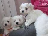 Собаки, щенята Мальтійська болонка, ціна 20000 Грн., Фото