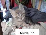 Кошки, котята Беспородная, цена 1 Грн., Фото