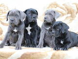 Собаки, щенки Кане Корсо, цена 12000 Грн., Фото