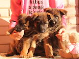 Собаки, щенки Немецкая овчарка, цена 10500 Грн., Фото