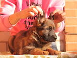 Собаки, щенки Немецкая овчарка, цена 10500 Грн., Фото