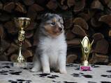 Собаки, щенята Шелті, ціна 10000 Грн., Фото